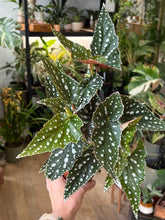 Kép betöltése a galériamegjelenítőbe: Begonia maculata "Spotlight green" 12cm