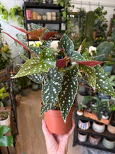 Kép betöltése a galériamegjelenítőbe: Begonia maculata "Spotlight green" 12cm