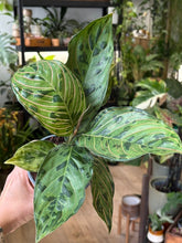Kép betöltése a galériamegjelenítőbe: Aglaonema "Red army" 12cm (Pictum x Rotundum)