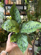 Kép betöltése a galériamegjelenítőbe: Aglaonema "Red army" 12cm (Pictum x Rotundum)