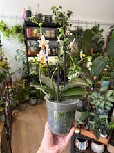 Kép betöltése a galériamegjelenítőbe: Phalaenopsis Mini Mark "Sunsplash" 12cm