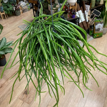 Kép betöltése a galériamegjelenítőbe: Selenicereus wercklei - Tropical Home