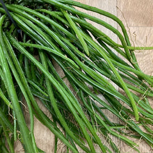 Kép betöltése a galériamegjelenítőbe: Selenicereus wercklei - Tropical Home