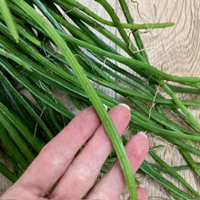 Kép betöltése a galériamegjelenítőbe: Selenicereus wercklei - Tropical Home