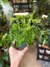 Kép betöltése a galériamegjelenítőbe: Mimosa pudica - Szemérmes mimóza