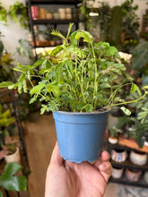 Kép betöltése a galériamegjelenítőbe: Mimosa pudica - Szemérmes mimóza