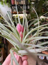 Kép betöltése a galériamegjelenítőbe: Tillandsia "Cotton Candy"