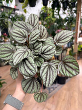 Kép betöltése a galériamegjelenítőbe: Peperomia "Mistique"- Törpebors - Tropical Home