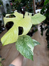 Kép betöltése a galériamegjelenítőbe: Monstera deliciosa "Mint" 12cm - Tropical Home