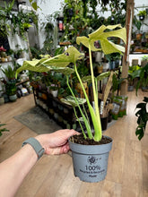 Kép betöltése a galériamegjelenítőbe: Monstera deliciosa "Mint" 12cm - Tropical Home