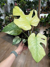 Kép betöltése a galériamegjelenítőbe: Monstera deliciosa "Mint" 12cm - Tropical Home