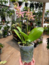 Kép betöltése a galériamegjelenítőbe: Phalaenopsis "Spider orange" - Tropical Home