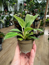 Kép betöltése a galériamegjelenítőbe: Philodendron "Peridot" - Tropical Home