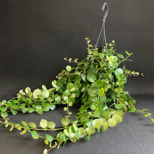 Kép betöltése a galériamegjelenítőbe: Aeschynanthus pink polka - Tropical Home