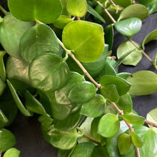 Kép betöltése a galériamegjelenítőbe: Aeschynanthus pink polka - Tropical Home