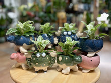 Kép betöltése a galériamegjelenítőbe: _Mini kaspó "Tengeri herkentyűk" - 9 féle - Tropical Home