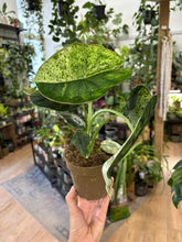 Kép betöltése a galériamegjelenítőbe: Alocasia "Dragon scale mint" 11cm - 5.