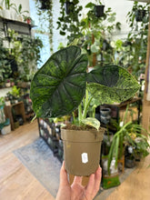 Kép betöltése a galériamegjelenítőbe: Alocasia "Dragon scale mint" 11cm - 5.