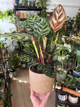 Kép betöltése a galériamegjelenítőbe: Calathea makoyana 12cm - Zebralevél