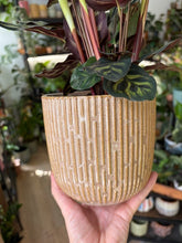 Kép betöltése a galériamegjelenítőbe: Calathea makoyana 12cm - Zebralevél
