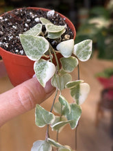 Kép betöltése a galériamegjelenítőbe: Ceropegia linearis "Merel" 6cm - Ámpolna gyertyavirág - Variegated string of hearts