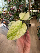 Kép betöltése a galériamegjelenítőbe: Monstera deliciosa "Mint" 6cm - Tropical Home