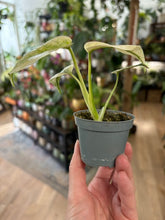 Kép betöltése a galériamegjelenítőbe: Monstera deliciosa "Mint" 6cm - Tropical Home
