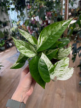 Kép betöltése a galériamegjelenítőbe: Epipremnum pinnatum "Marble variegata" - Tropical Home