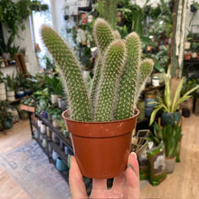 Kép betöltése a galériamegjelenítőbe: Hildewintera colademononis - Monkey's Tail Cactus - Tropical Home