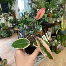 Kép betöltése a galériamegjelenítőbe: Hoya carnosa "Flamingo dream"- Húsos viaszvirág - Tropical Home
