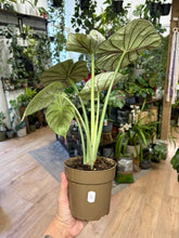 Kép betöltése a galériamegjelenítőbe: Alocasia "Dragon scale mint" 11cm - 7.