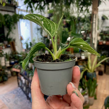 Kép betöltése a galériamegjelenítőbe: Aglaonema "Tom's pride" - Rákvirág - Chinese Evergreen - Tropical Home