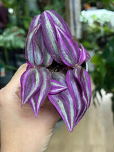 Kép betöltése a galériamegjelenítőbe: Tradescantia "Pink paradise" 6cm