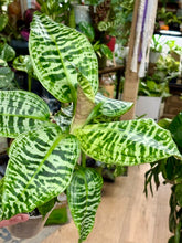 Kép betöltése a galériamegjelenítőbe: Dracaena goldieana 14cm - Sárkányfa - Queen of Dracaenas - két méretben
