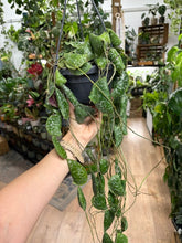 Kép betöltése a galériamegjelenítőbe: Hoya imbricata 14cm
