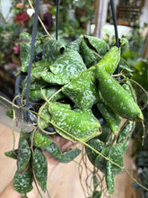 Kép betöltése a galériamegjelenítőbe: Hoya imbricata 14cm