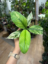 Kép betöltése a galériamegjelenítőbe: Spathiphyllum 'Sensation' variegated 6cm - Vitorlavirág tarka