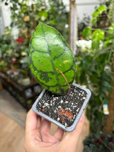Kép betöltése a galériamegjelenítőbe: Hoya callistophylla "Black cat" 9cm