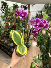 Kép betöltése a galériamegjelenítőbe: Phalaenopsis Chia E Yenlin variegata