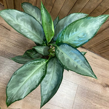 Kép betöltése a galériamegjelenítőbe: Aglaonema "Silverado" - Rákvirág - Chinese Evergreen - Tropical Home