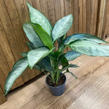 Kép betöltése a galériamegjelenítőbe: Aglaonema "Silverado" - Rákvirág - Chinese Evergreen - Tropical Home