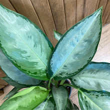 Kép betöltése a galériamegjelenítőbe: Aglaonema "Silverado" - Rákvirág - Chinese Evergreen - Tropical Home
