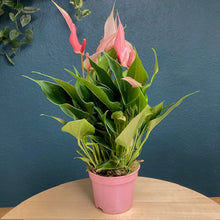 Kép betöltése a galériamegjelenítőbe: Anthurium andreanum "Lilli" - Tropical Home
