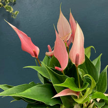 Kép betöltése a galériamegjelenítőbe: Anthurium andreanum "Lilli" - Tropical Home