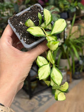 Kép betöltése a galériamegjelenítőbe: Hoya heuschkeliana variegata 8cm