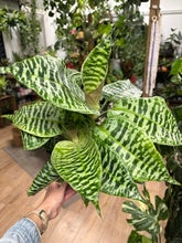 Kép betöltése a galériamegjelenítőbe: Dracaena goldieana 14cm - Sárkányfa - Queen of Dracaenas - két méretben