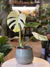Kép betöltése a galériamegjelenítőbe: Monstera deliciosa "Mint" 12cm