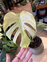Kép betöltése a galériamegjelenítőbe: Monstera deliciosa "Mint" 12cm