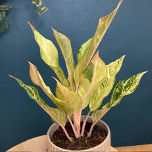 Kép betöltése a galériamegjelenítőbe: Aglaonema "Chartreuse pretty" - Rákvirág - Chinese Evergreen - Tropical Home