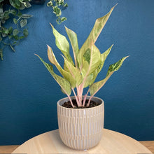 Kép betöltése a galériamegjelenítőbe: Aglaonema "Chartreuse pretty" - Rákvirág - Chinese Evergreen - Tropical Home